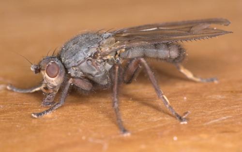 Réf. 283 446 : Gymnomus sp.